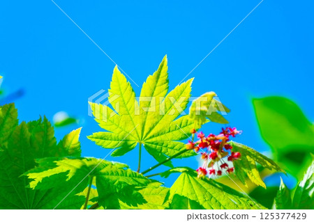 Young leaves and flowers of Acer japonicum Young leaves and flowers of Acer japonicum 125377429