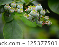 Young fruit of blueberries 125377501