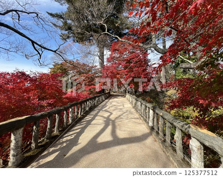A bridge covered in autumn leaves 125377512