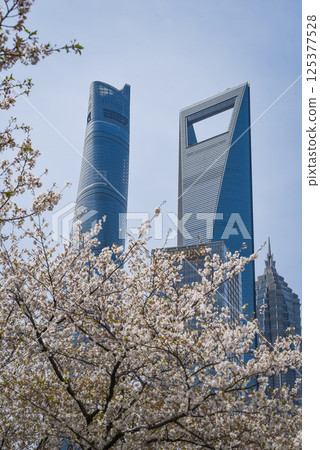 Shanghai, China - 1 April 2025: Shanghai Tower, Jinmao Tower and SWFC rise above blooming spring trees under a sunny sky with fluffy clouds - iconic trio of Pudong's skyline in floral embrace Shanghai, China - 1 April 2025: Shanghai Tower, Jinmao Tower and SWFC rise above blooming spring trees under a sunny sky with fluffy clouds - iconic trio of Pudong's skyline in floral embrace 125377528