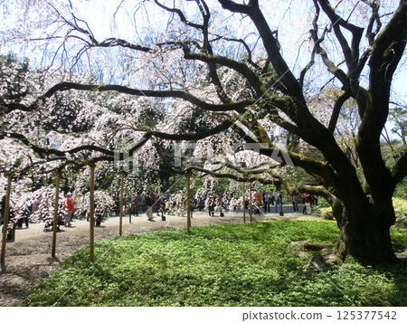 六義園的垂枝櫻花（東京都文京區） 125377542