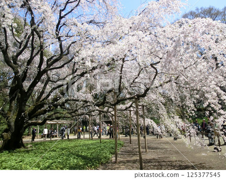 六義園的垂枝櫻花（東京都文京區） 125377545