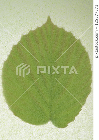 A collaboration between Japanese paper and young leaves of the Japanese dogwood (background material) 125377573