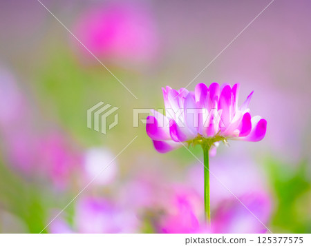 蓮藕的特寫 蓮藕的特寫 125377575