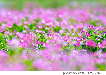 Lenge field 125377613