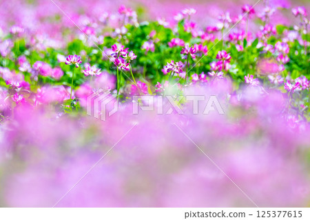 Lenge field 125377615