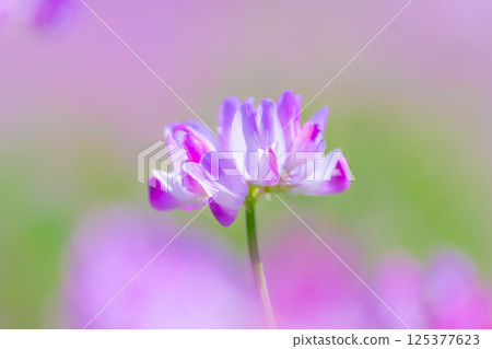 蓮藕的特寫 125377623