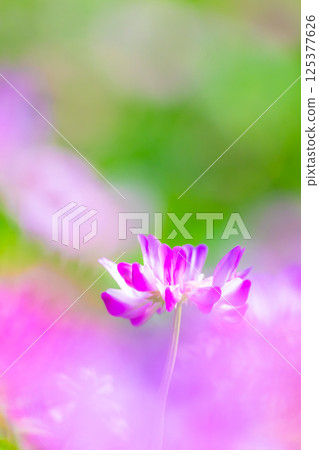 Close-up of lotus root 125377626