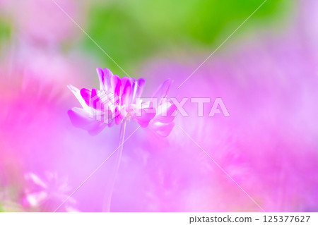 Close-up of lotus root 125377627