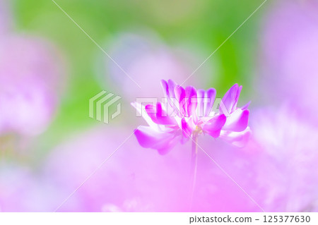 Close-up of lotus root Close-up of lotus root 125377630