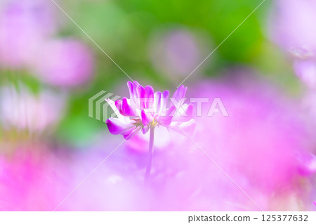Close-up of lotus root 125377632