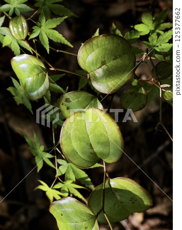 Buds of Sarcocarpus sarcocarpus Buds of Sarcocarpus sarcocarpus 125377662