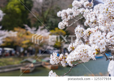 京都嵐山：船屋碼頭和櫻花 125377934