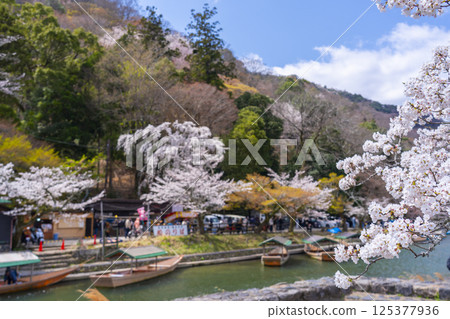 京都嵐山：船屋碼頭和櫻花 125377936