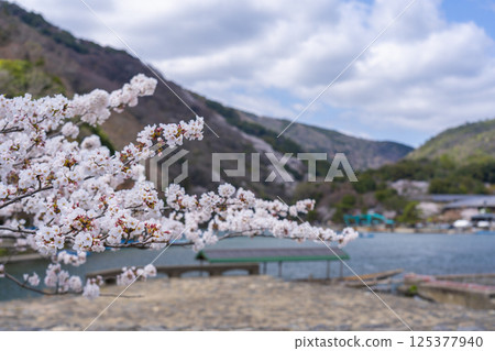 京都嵐山：船屋碼頭和櫻花 125377940