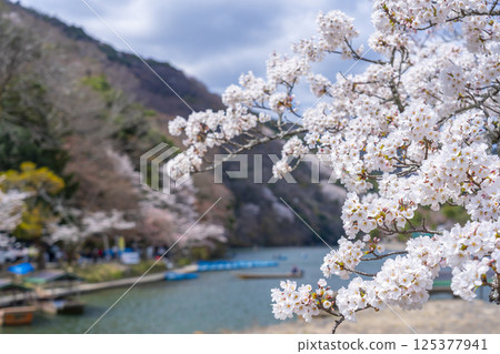 京都嵐山：船屋碼頭和櫻花 125377941