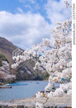 Kyoto Arashiyama: Houseboat Pier and Cherry Blossoms 125377944