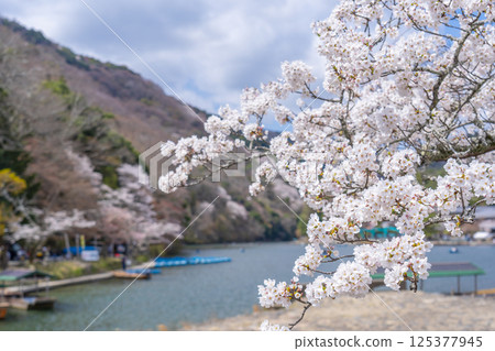 Kyoto Arashiyama: Houseboat Pier and Cherry Blossoms 125377945