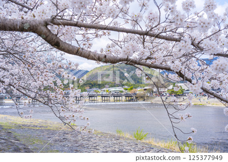 京都嵐山:從中之島公園欣賞渡月橋和盛開的櫻花 京都嵐山:從中之島公園欣賞渡月橋和盛開的櫻花 125377949