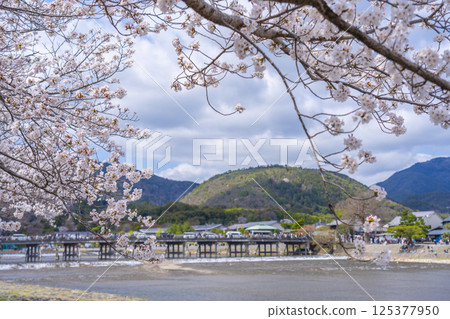 Arashiyama, Kyoto: Togetsukyo Bridge and cherry blossoms in full bloom, from Nakanoshima Park Arashiyama, Kyoto: Togetsukyo Bridge and cherry blossoms in full bloom, from Nakanoshima Park 125377950