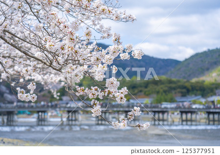 京都嵐山：從中之島公園欣賞渡月橋和盛開的櫻花 125377951