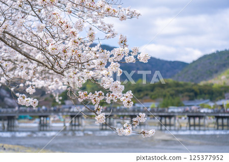 Arashiyama, Kyoto: Togetsukyo Bridge and cherry blossoms in full bloom, from Nakanoshima Park Arashiyama, Kyoto: Togetsukyo Bridge and cherry blossoms in full bloom, from Nakanoshima Park 125377952