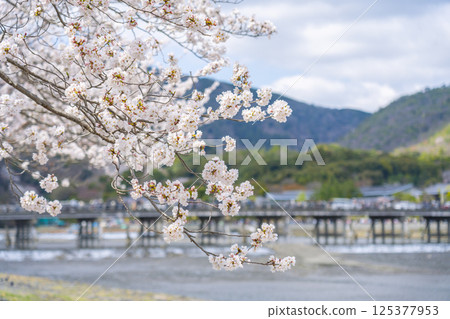 京都嵐山:從中之島公園欣賞渡月橋和盛開的櫻花 京都嵐山:從中之島公園欣賞渡月橋和盛開的櫻花 125377953