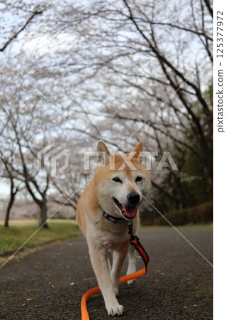Shiba Inu 125377972