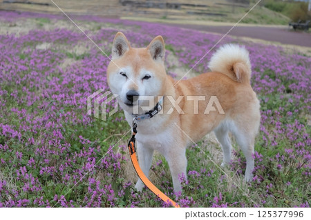 Shiba Inu Shiba Inu 125377996