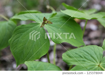 Wild Trillium 125378044