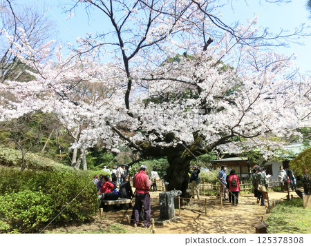 六義園吹上茶室的櫻花（東京都文京區） 125378308