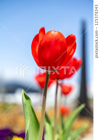 Red tulip Red tulip 125378343