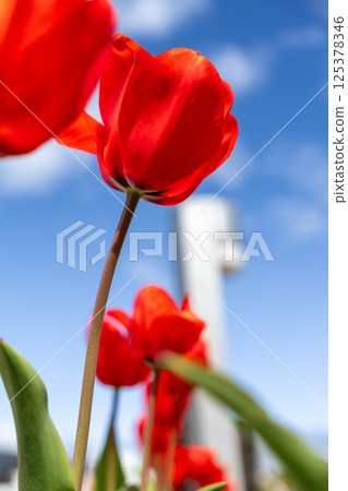 紅色鬱金香 紅色鬱金香 125378346