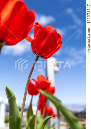 紅色鬱金香 125378347
