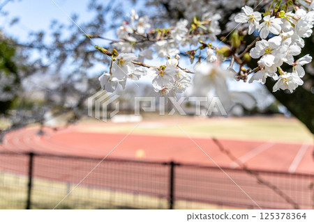 Scenery of cherry blossoms and track at sports park Scenery of cherry blossoms and track at sports park 125378364