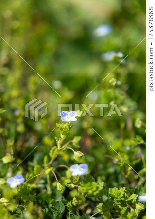 Blue Veronica flowers blooming in a spring field 125378368