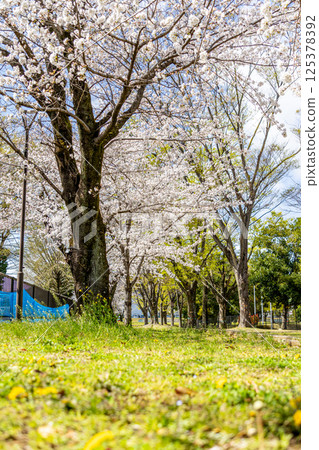 櫻花的風景 櫻花的風景 125378392