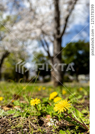 Dandelions blooming in the spring field Dandelions blooming in the spring field 125378399