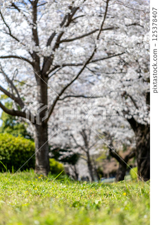 Scenery of a row of cherry trees in a park Scenery of a row of cherry trees in a park 125378407