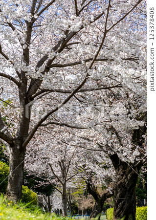 Scenery of a row of cherry trees in a park 125378408