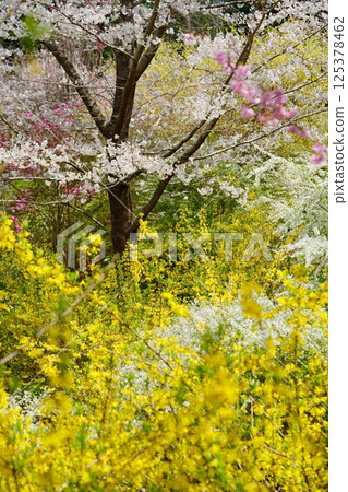 Spring flowers: A blooming paradise 2 Spring flowers: A blooming paradise 2 125378462