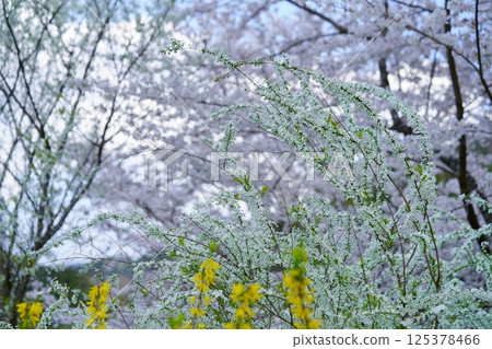 Spring flowers: A blooming paradise 7 125378466