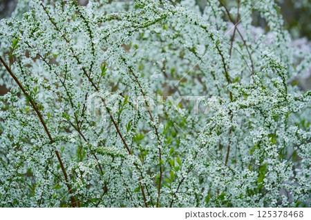 Spring Dance: Blooming Spiraea 3 125378468
