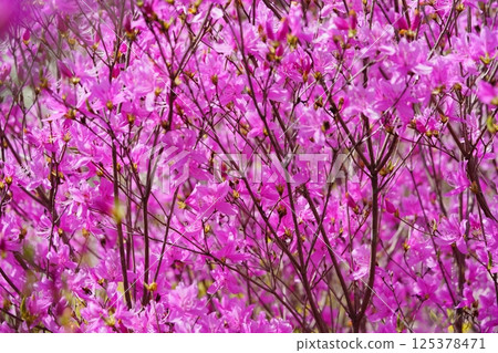 Spring in full bloom: fresh Mitsuba azalea 4 125378471