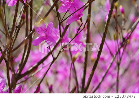Spring in full bloom: fresh Mitsuba azalea 2 125378472
