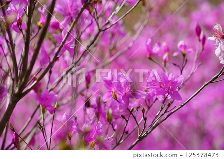Spring in full bloom: fresh Mitsuba azalea 1 125378473