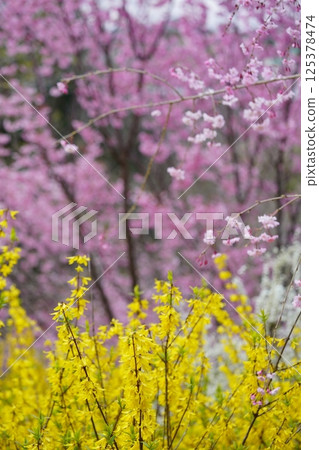 Spring in full bloom - Peach blossom background Forsythia 4 125378474