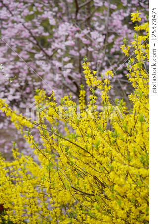 Spring in full bloom - Peach blossom background Forsythia flower 3 125378475