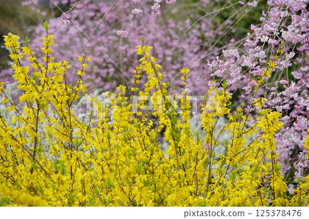 Spring in full bloom - Peach blossom background Forsythia flower 1 125378476