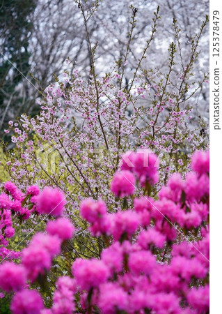 Spring in full bloom, Yoshino azalea and peach blossoms, cherry blossom background 3 Spring in full bloom, Yoshino azalea and peach blossoms, cherry blossom background 3 125378479